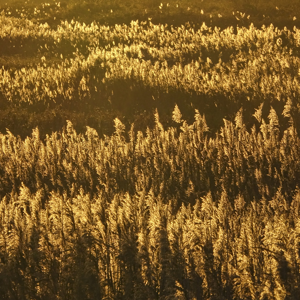 Reedbed in golden colours