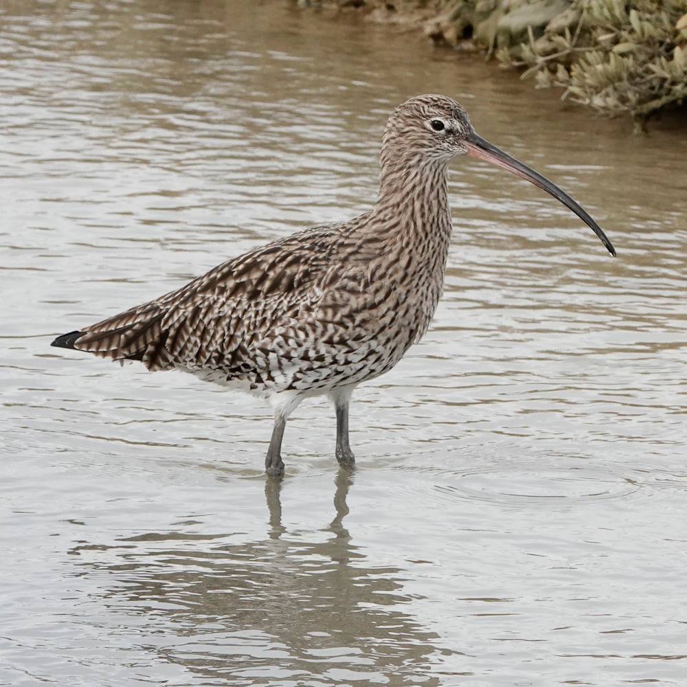 curlew at Rye Harbour Nature Reserve
