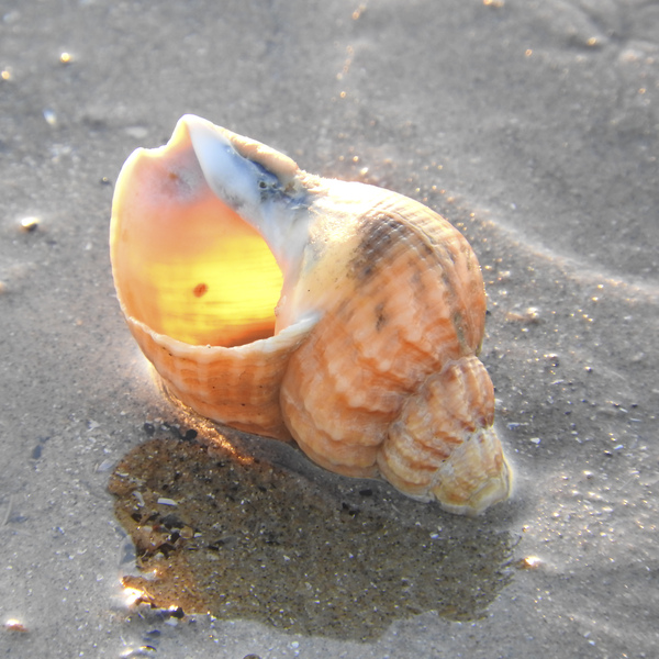 Common Whelk shell on a beach